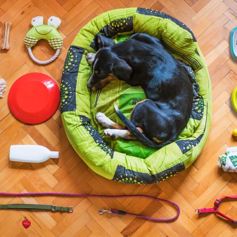 Dog bed, toy and leash pet supplies
